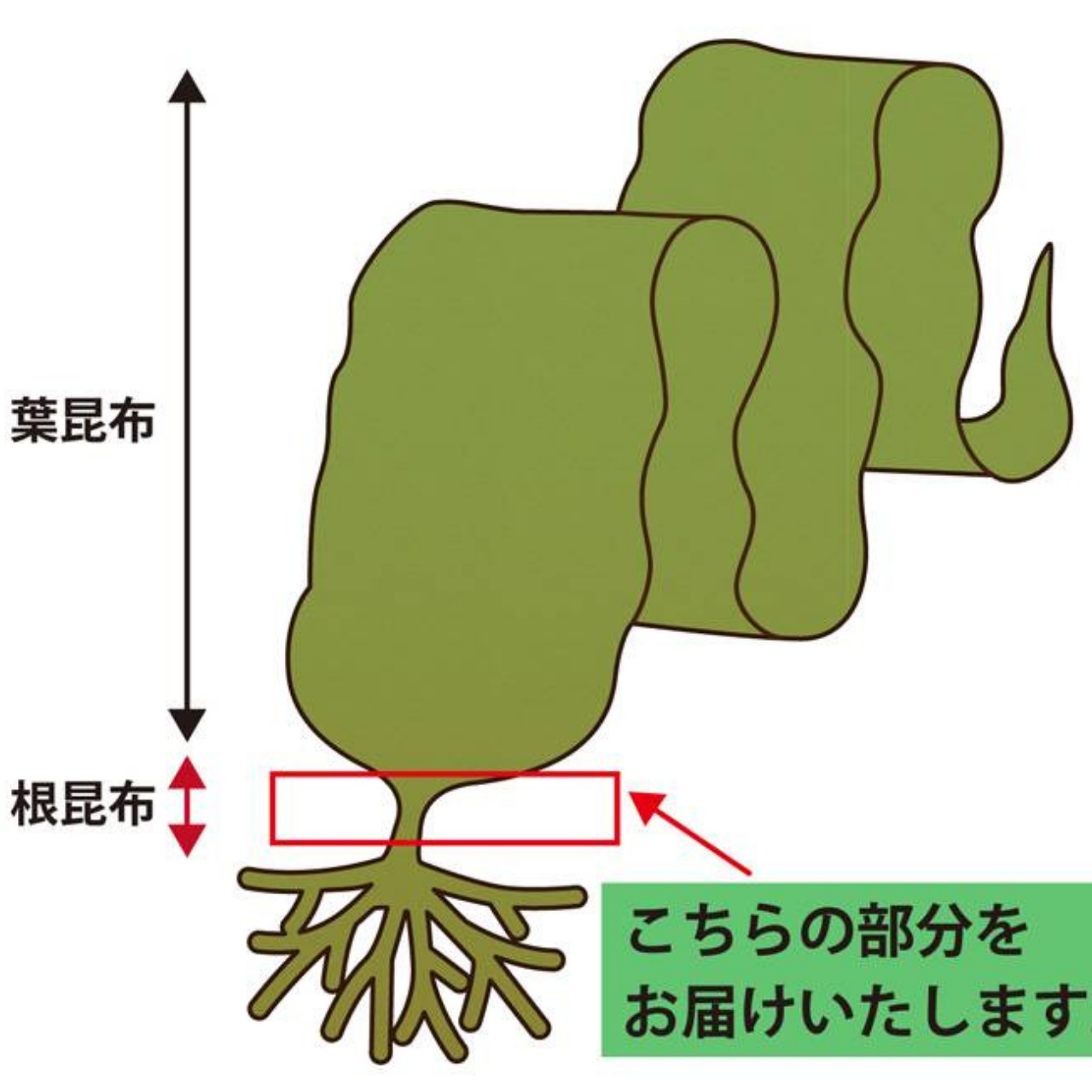 北海道産 ねこあし根昆布80g×3袋(240g)