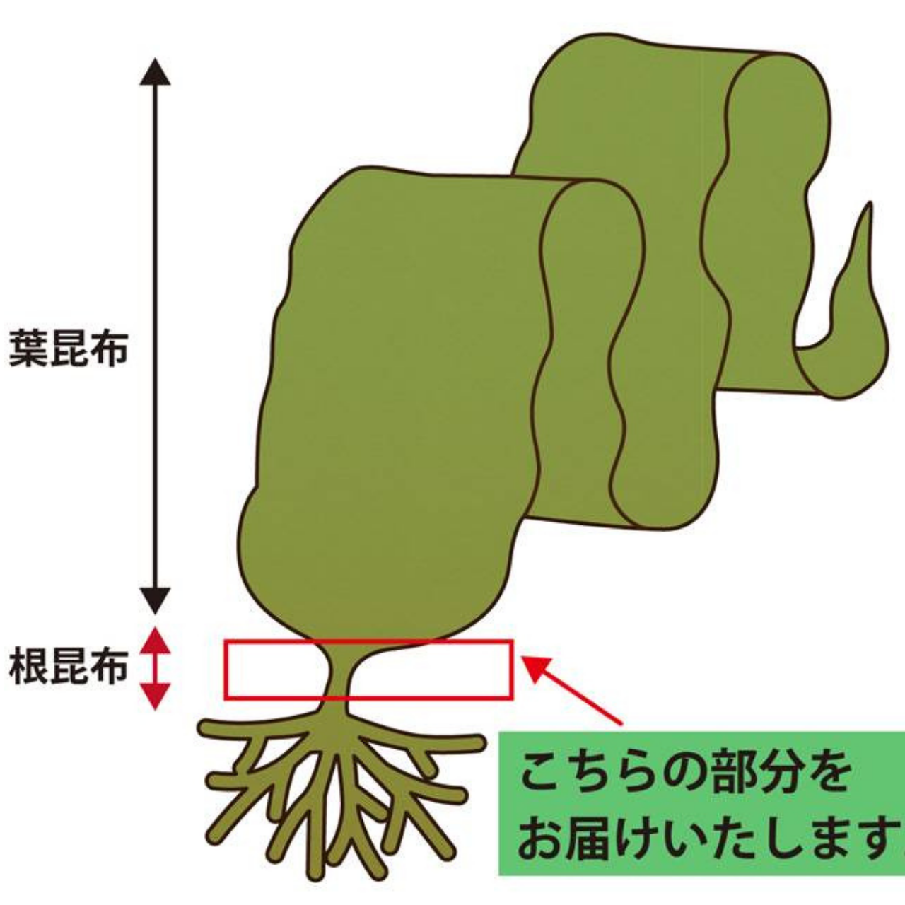 北海道産あつば根昆布80ｇ×2袋（160ｇ）